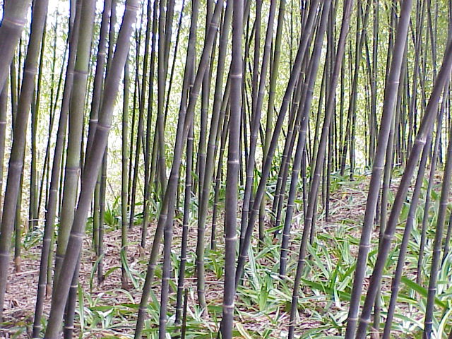 西河 山辺篭