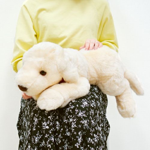 吉徳 ラブラドールレトリバーM ホワイト