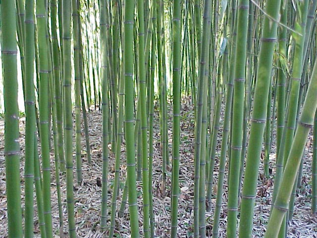 西河 ストライプマット橙